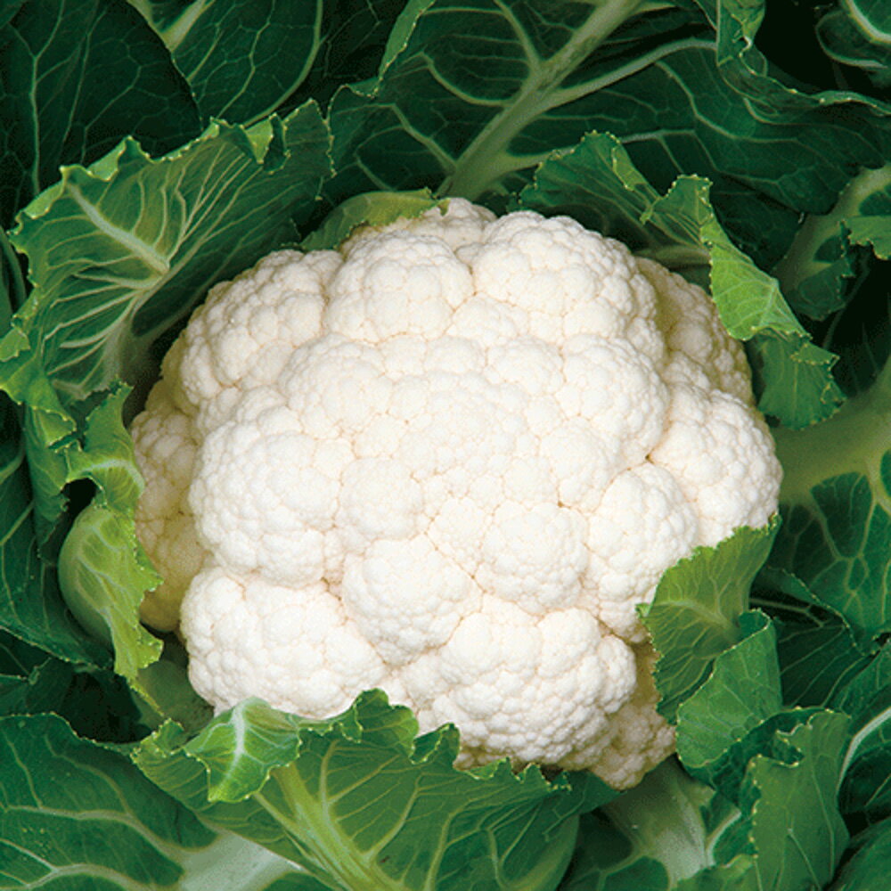 オーナメントホワイト (SK2-623) ペレット5千粒缶 カリフラワー【サカタ 種 たね タネ】【通常5倍 5のつく日はポイント10倍】