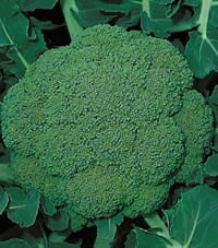 樂天商城 - 緑嶺 20ml ブロッコリー【サカタ 種 たね タネ】【通常5倍 5のつく日はポイント10倍】