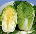 ペレット みねぶき505白菜 20ml 白菜 ハクサイ はくさい【サカタ 種 たね タネ】【通常5倍 5のつく日はポイント10倍】