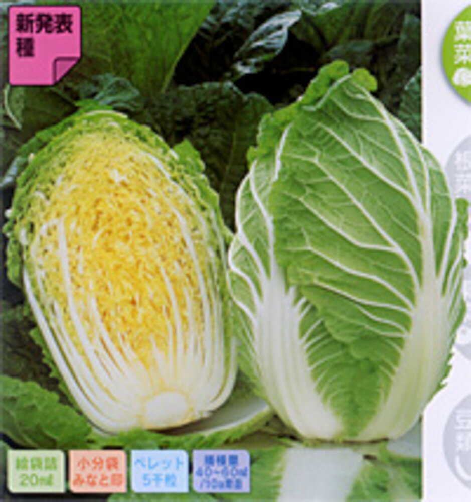 ちよぶき70 白菜 ペレット5千粒 白菜 ハクサイ はくさい【サカタ 種 たね タネ】【通常5倍 5のつく日は..