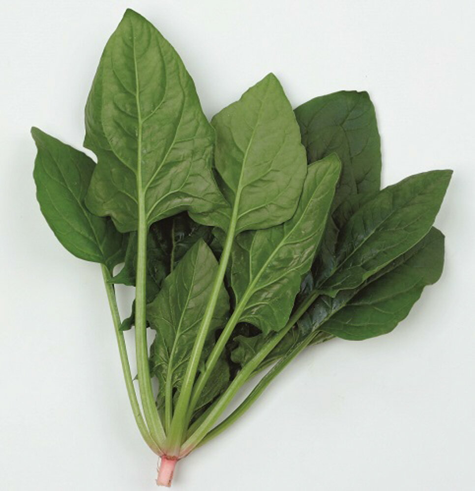 乐天商城 - PRIMAX ゴードン 法蓮草 M3万粒 ほうれん草 法蓮草 ホウレンソウ ほうれんそう【サカタ 種 たね タネ】【通常5倍 5のつく日はポイント10倍】