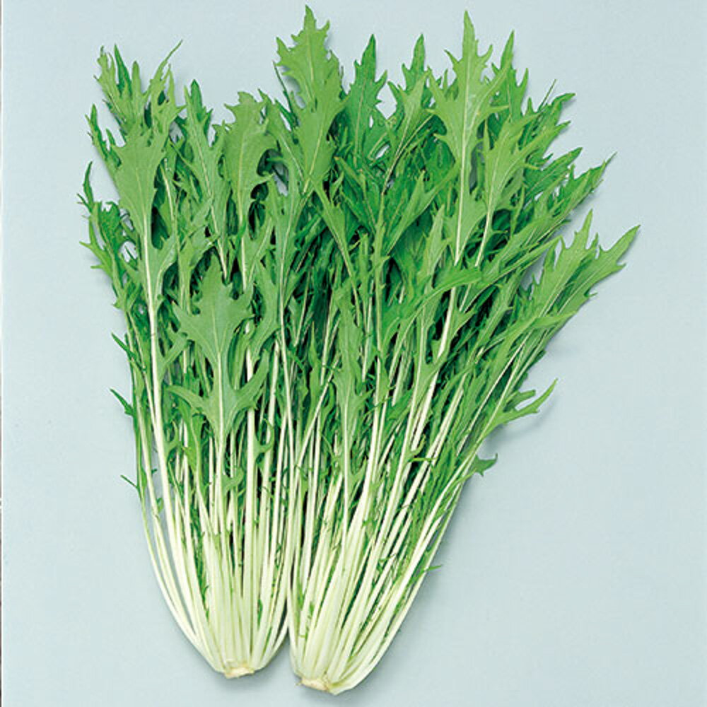 極早生水天 水菜 (SC3-306) 2dl 水菜 ミズナ みずな【サカタ 種 たね タネ】【通常5倍 5のつく日はポイント10倍】◎