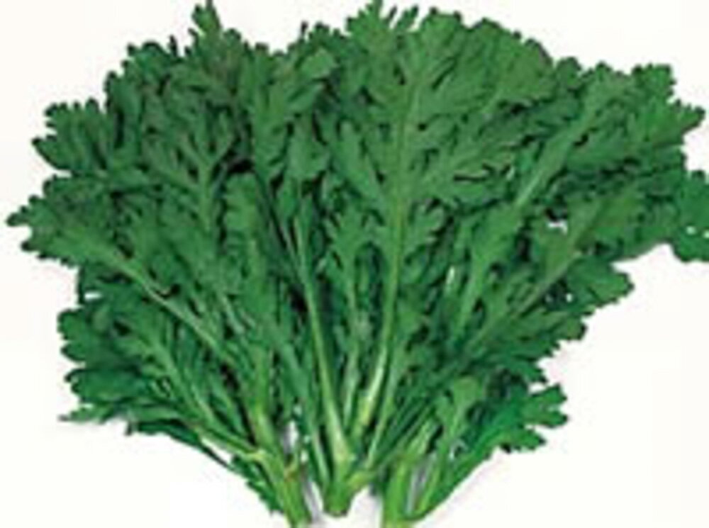 ●作りやすく，良品多収の中葉種●「中葉春菊」タイプ．べと病に強く，石灰欠乏症が出にくい．トンネル・ハウスの摘みとり栽培に適する早生種．