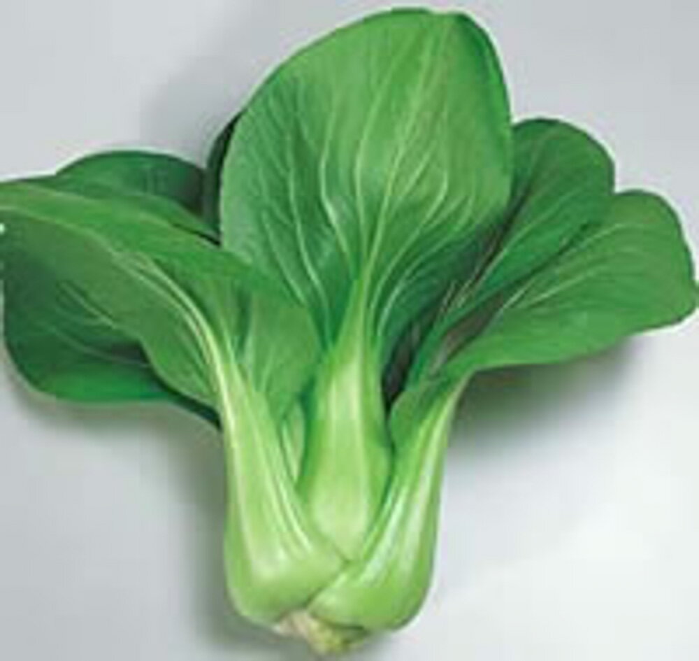 青帝チンゲンサイ 20ml 青梗菜 チンゲン菜 チンゲンサイ ちんげんさい【サカタ 種 たね タネ】【通常5倍 5のつく日はポイント10倍】