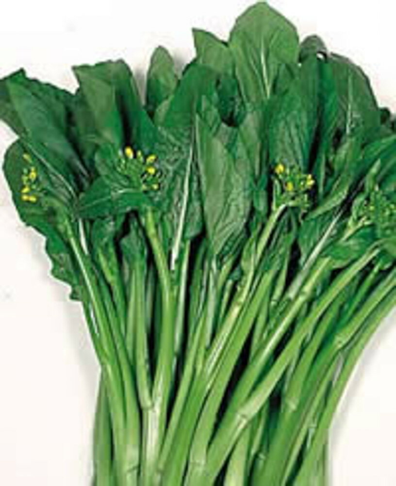 樂天商城 - オータムポエム 漬菜 20ml 漬け菜 ツケナ つけな【サカタ 種 たね タネ】【通常5倍 5のつく日はポイント10倍】