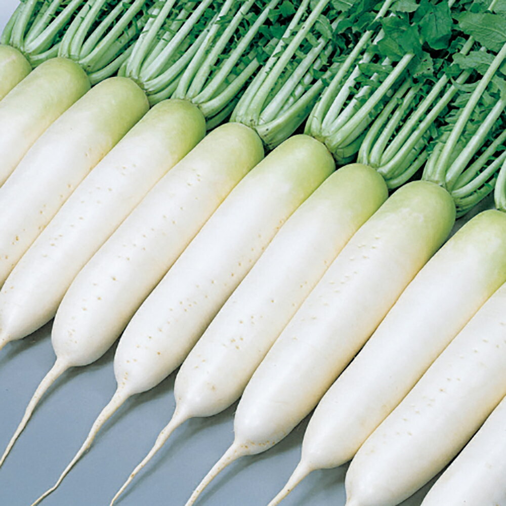 献夏37号大根 20ml 大根 ダイコン だいこん【サカタ 種 たね タネ】【通常5倍 5のつく日はポイント10倍】