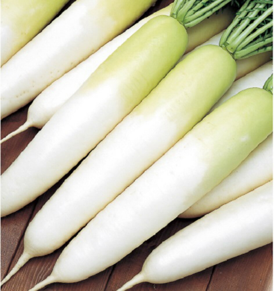 冬自慢大根 ペレット5千粒 大根 ダイコン だいこん【サカタ 種 たね タネ】【通常5倍 5のつく日はポイント10倍】