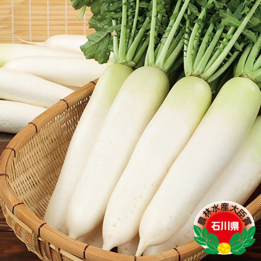 樂天商城 - 夏の守 大根 800粒 大根 ダイコン だいこん【サカタ 種 たね タネ】【通常5倍 5のつく日はポイント10倍】