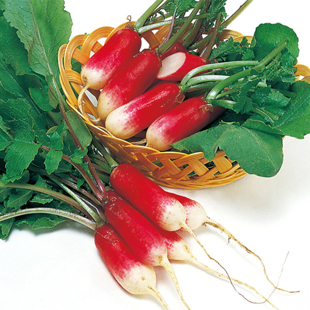 紅白廿日大根 2dl 大根 ダイコン だいこん【サカタ 種 たね タネ】【通常5倍 5のつく日はポイント10倍】