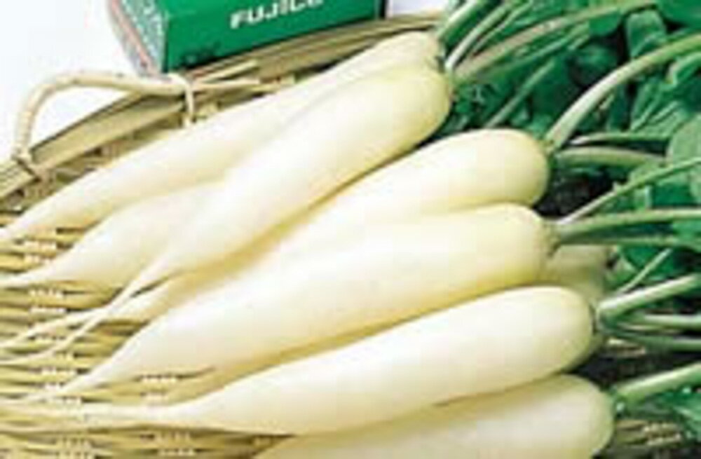 樂天商城 - 雪小町廿日大根 2dl 大根 ダイコン だいこん【サカタ 種 たね タネ】【通常5倍 5のつく日はポイント10倍】