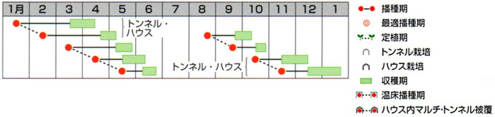 ●透きとおるミニダイコン●透きとおるような白色で、長さ8〜10cm、太さ約1.5cmになるミニダイコン。食味す ぐれ、サラダや一夜漬けによい。