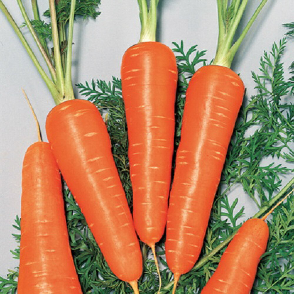 揃いよく、たいへん作りやすいニンジン！