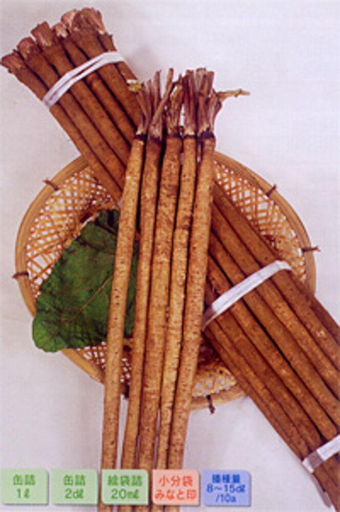樂天商城 - みとよ白肌牛蒡 2dl袋 牛蒡 ゴボウ ごぼう【サカタ 種 たね タネ】【通常5倍 5のつく日はポイント10倍】