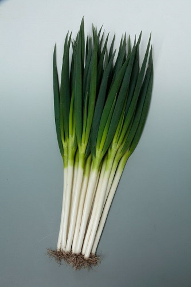 樂天商城 - 夏扇タフナー 葱 1dl 葱 ネギ ねぎ【サカタ 種 たね タネ】【通常5倍 5のつく日はポイント10倍】