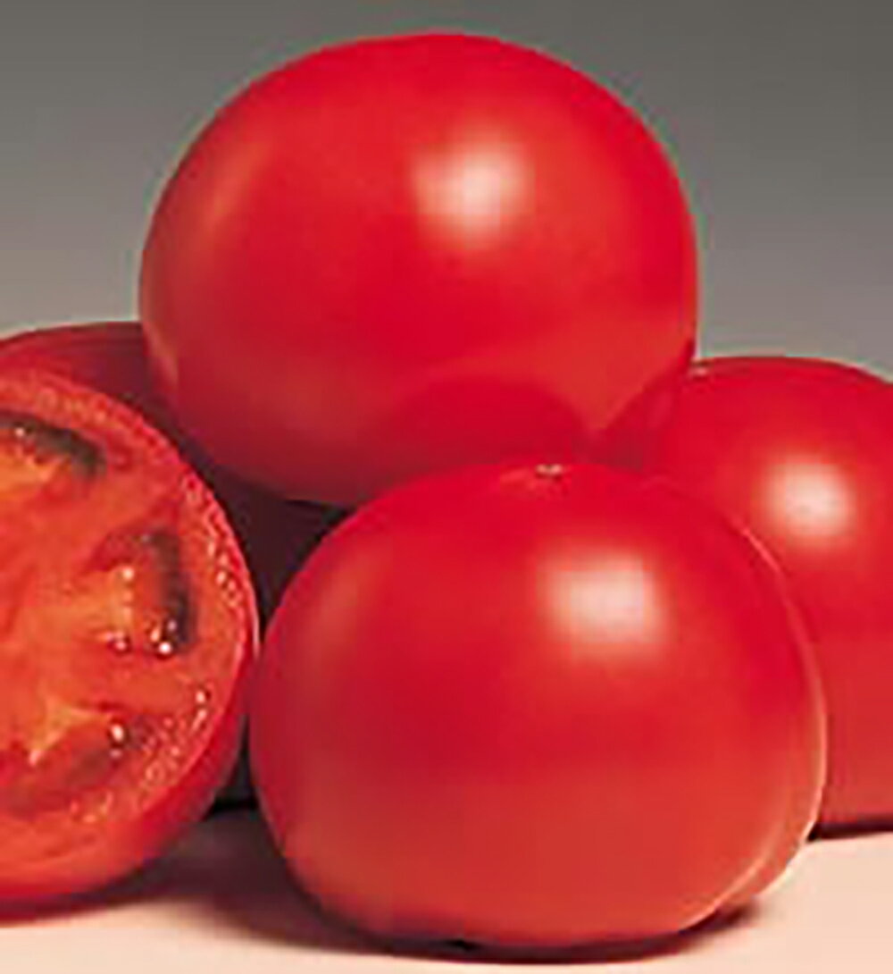 サンロードトマト 20ml トマト とまと 蕃茄【サカタ 種 たね タネ】【通常5倍 5のつく日はポイント10倍】