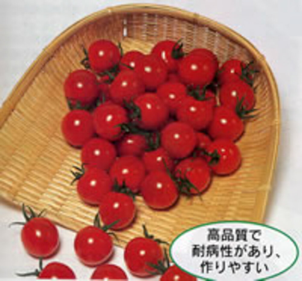 樂天商城 - PRIMAX キャロル10ミニトマト PRIMAX1000粒 トマト とまと 蕃茄【サカタ 種 たね タネ】【通常5倍 5のつく日はポイント10倍】