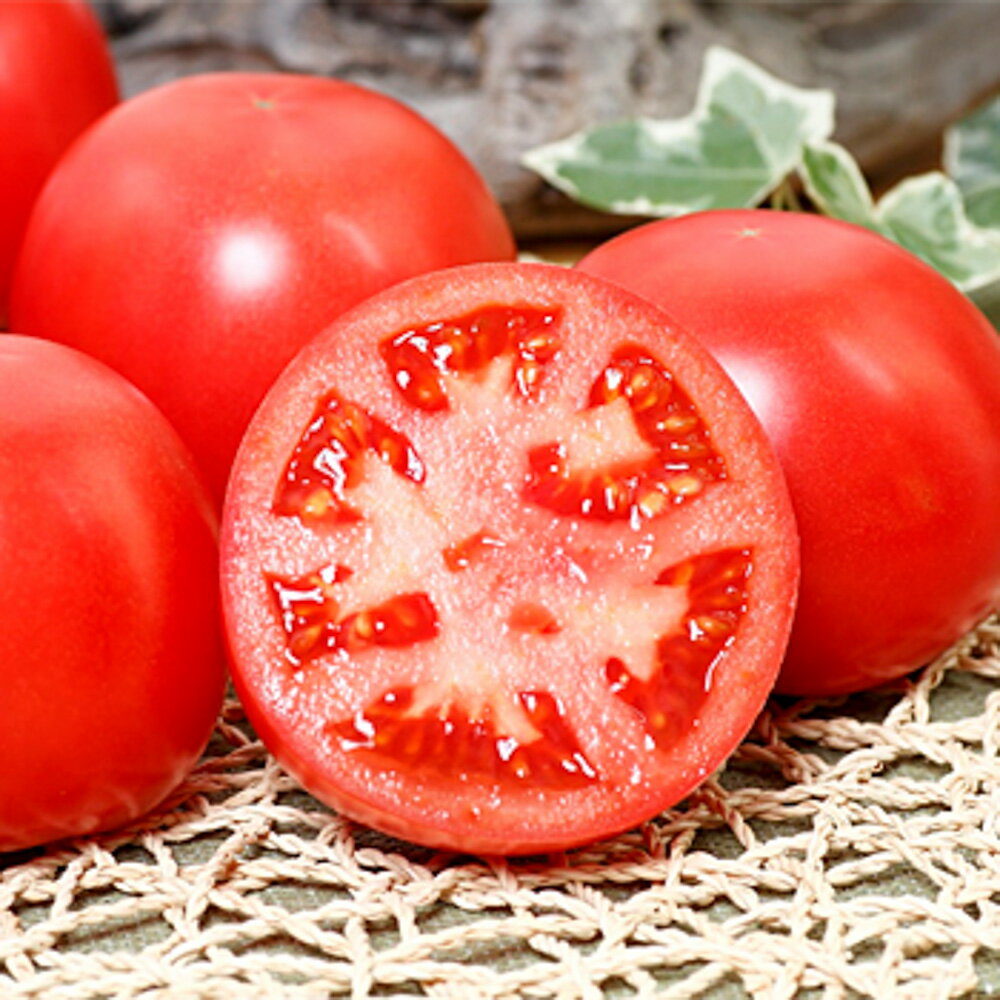 PRIMAX 麗旬 トマト PRIMAX100粒 トマト とまと 蕃茄【サカタ 種 たね タネ】【通常5倍 5のつく日はポイント10倍】