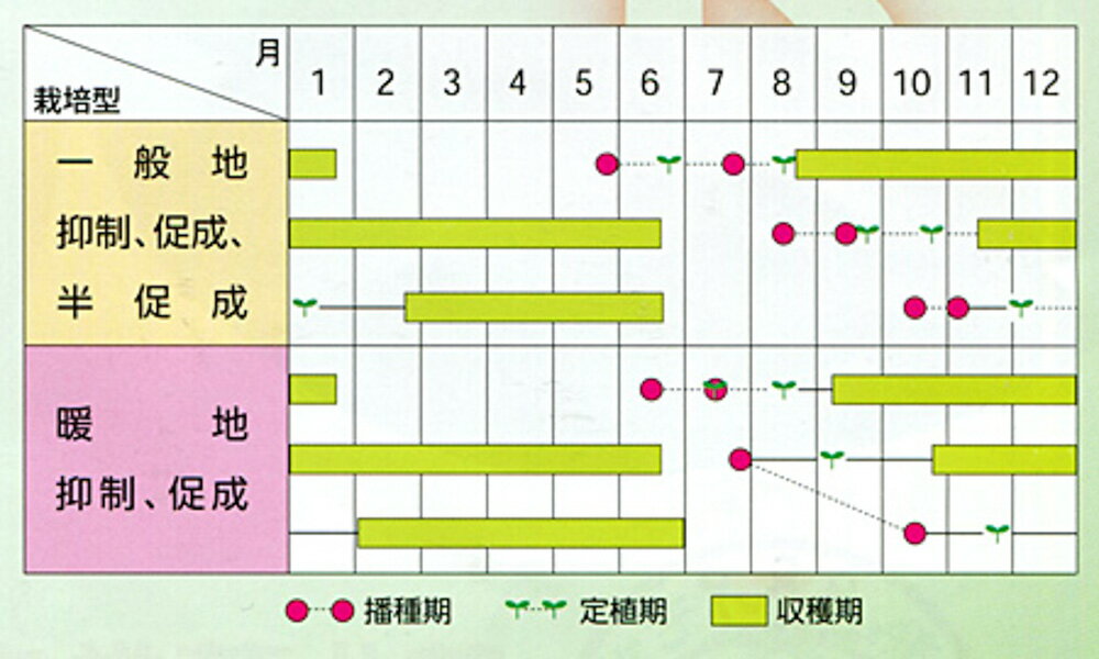 PRIMAX 麗旬 トマト PRIMAX1000粒 トマト とまと 蕃茄【サカタ 種 たね タネ】【通...