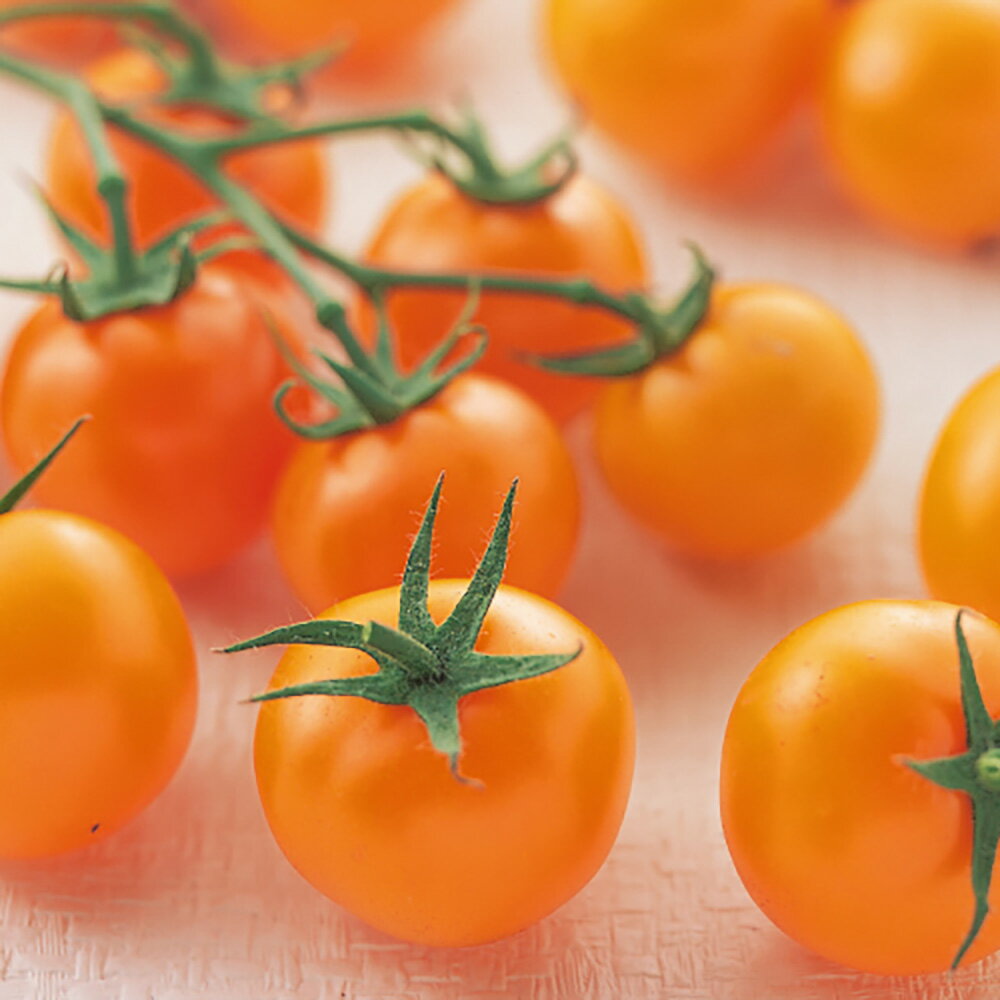 樂天商城 - PRIMAXシンディーオレンジトマト PRIMAX1000粒 トマト とまと 蕃茄【サカタ 種 たね タネ】【通常5倍 5のつく日はポイント10倍】