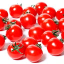 PRIMAX キャロルスター ミニトマト PRIMAX1000粒 トマト とまと 蕃茄【サカタ 種 たね タネ】【通常5倍 5のつく日はポイント10倍】