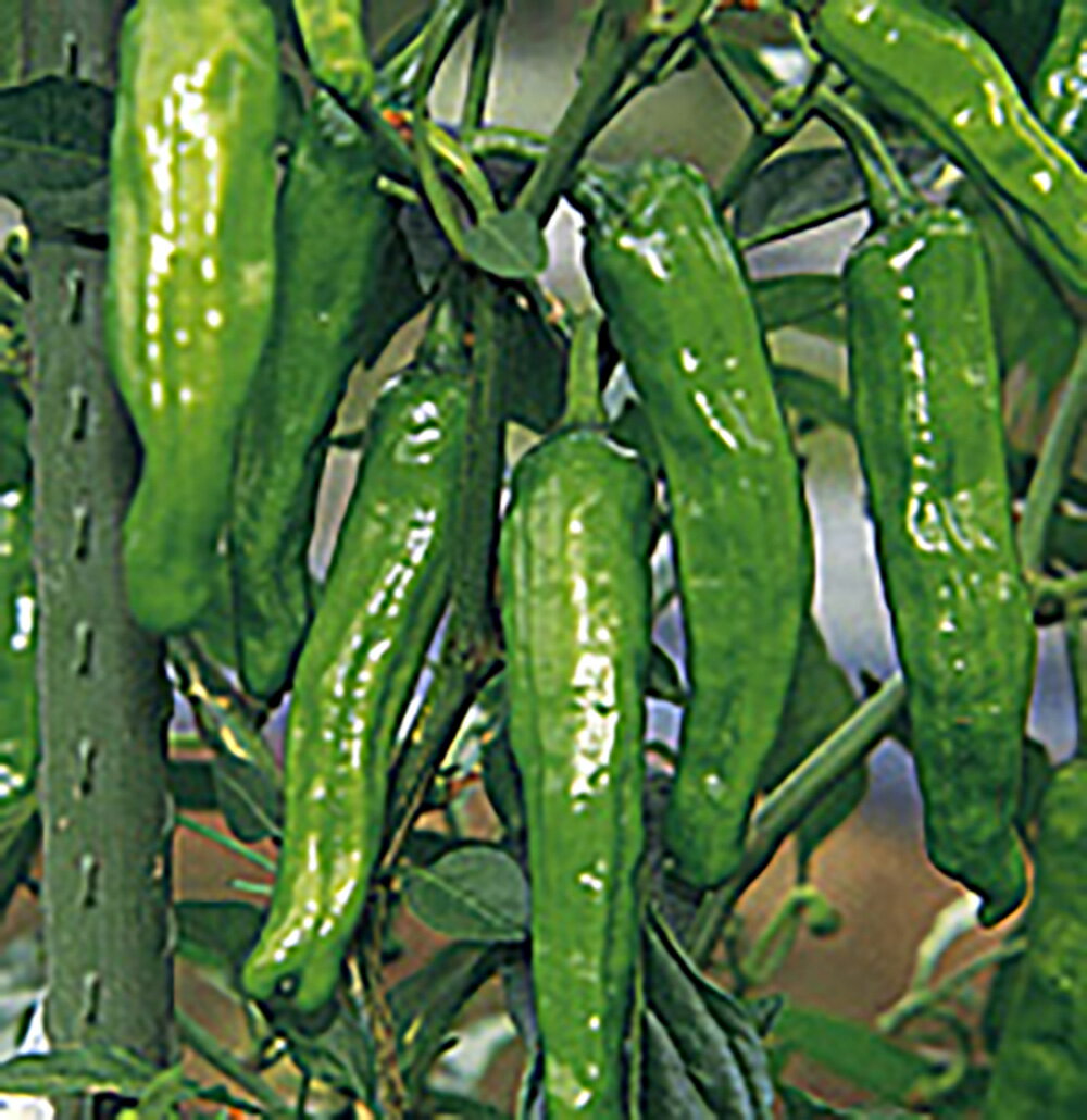 樂天商城 - 翠臣ししとう 20ml ピーマン ぴーまん【サカタ 種 たね タネ】【通常5倍 5のつく日はポイント10倍】