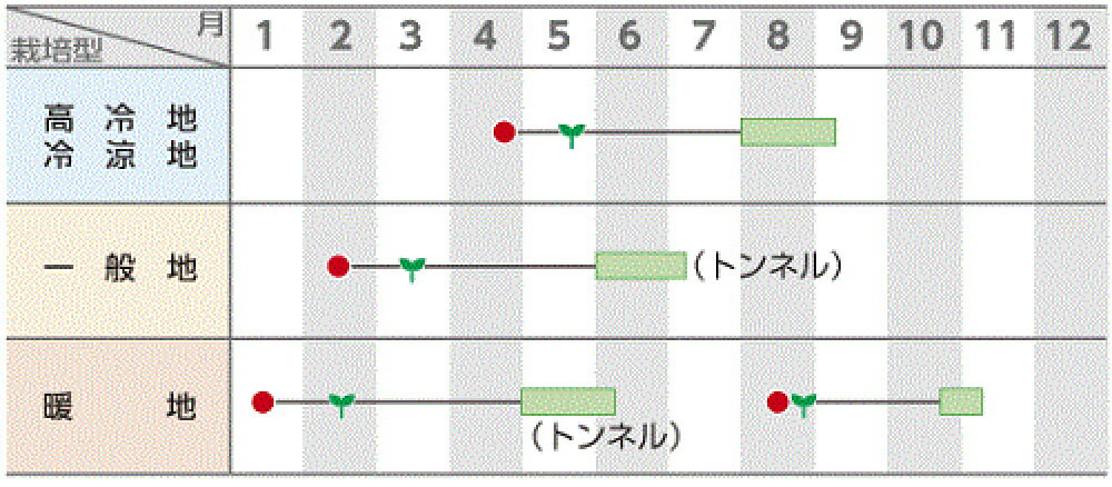 栗っプチ 南瓜 500粒 南瓜 カボチャ かぼちゃ【サカタ 種 たね タネ】【通常5倍 5...
