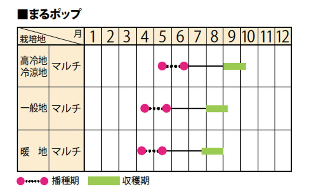 セリーナ菜豆 1L 鞘隠元 サヤインゲン さやいんげん【サカタ 種 たね タネ】【通常...