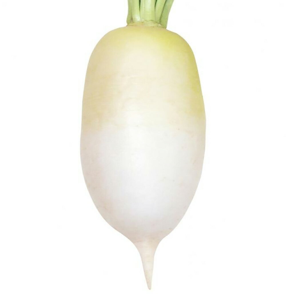 Rakuten - 味グルメ 20ml 大根 ダイコン だいこん 山陽交配 【山陽種苗 種 たね タネ 】【通常5倍 5のつく日はポイント10倍】