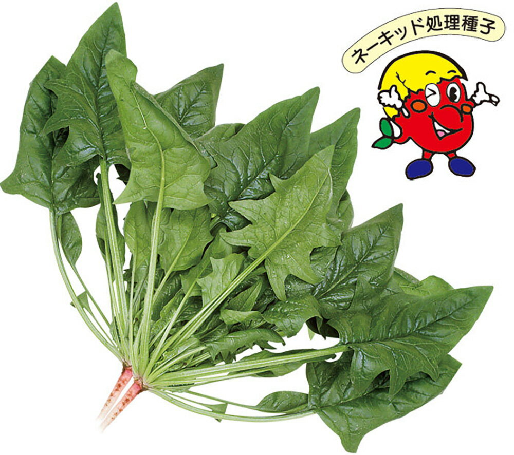 最もおいしい日本法蓮草の代表種
