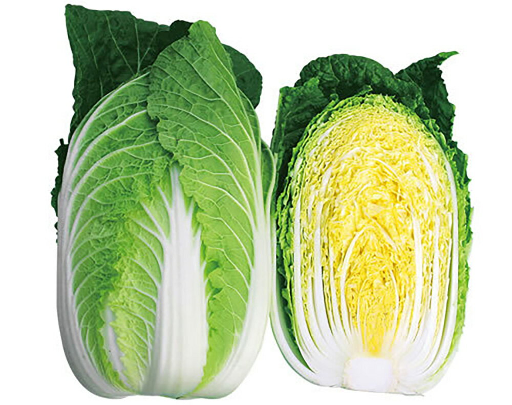 心美白菜 10ml 白菜 ハクサイ はくさい 山陽交配 【山陽種苗 種 たね タネ 】【通常5倍 5のつく日はポイント10倍】