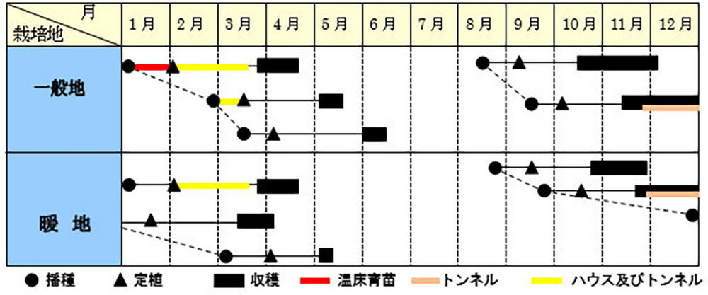 山陽育成 フレッシュグリーン 5000粒(Lコート) レタス【山陽種苗 種 たね タネ 】【通常5倍 5のつく日はポイント10倍】 2