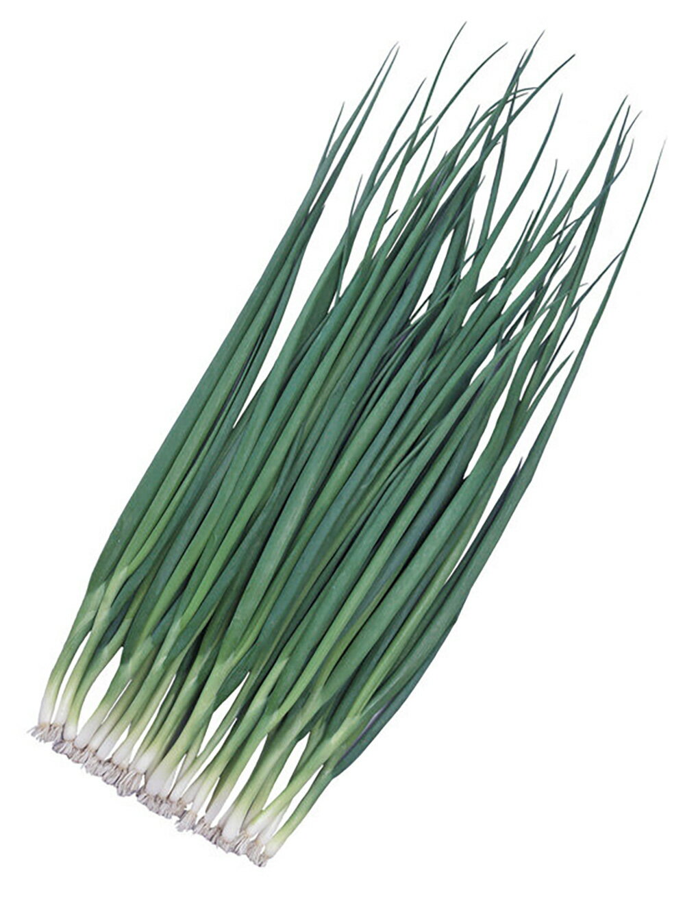 山陽育成 新九条細葱 2dl 葱 ネギ ねぎ【山陽種苗 種 たね タネ 】【通常5倍 5のつく日はポイント10倍】のサムネイル