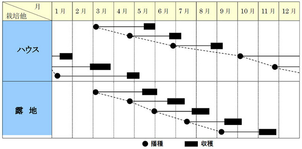 山陽育成 新九条細葱 1l 葱 ネギ ねぎ【山陽種苗 種 たね タネ 】【通常5倍 5のつ...