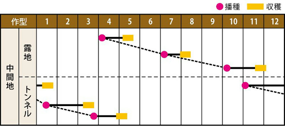 ロケットサラダ(ルッコラ) 1dl ハーブ【山陽種苗 種 たね タネ 】【通常5倍 5のつく日はポイント10倍】 2