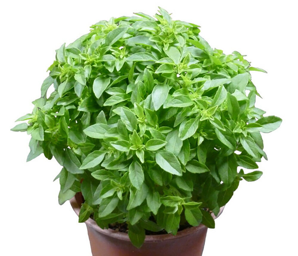 �ߥ˥Х��� �ץ��ܡ��� L������500γ �ϡ��֡ڻ��ۼ��� �� ���� ���� �ۡ��̾�5�� 5�ΤĤ����ϥݥ����10�ܡ�