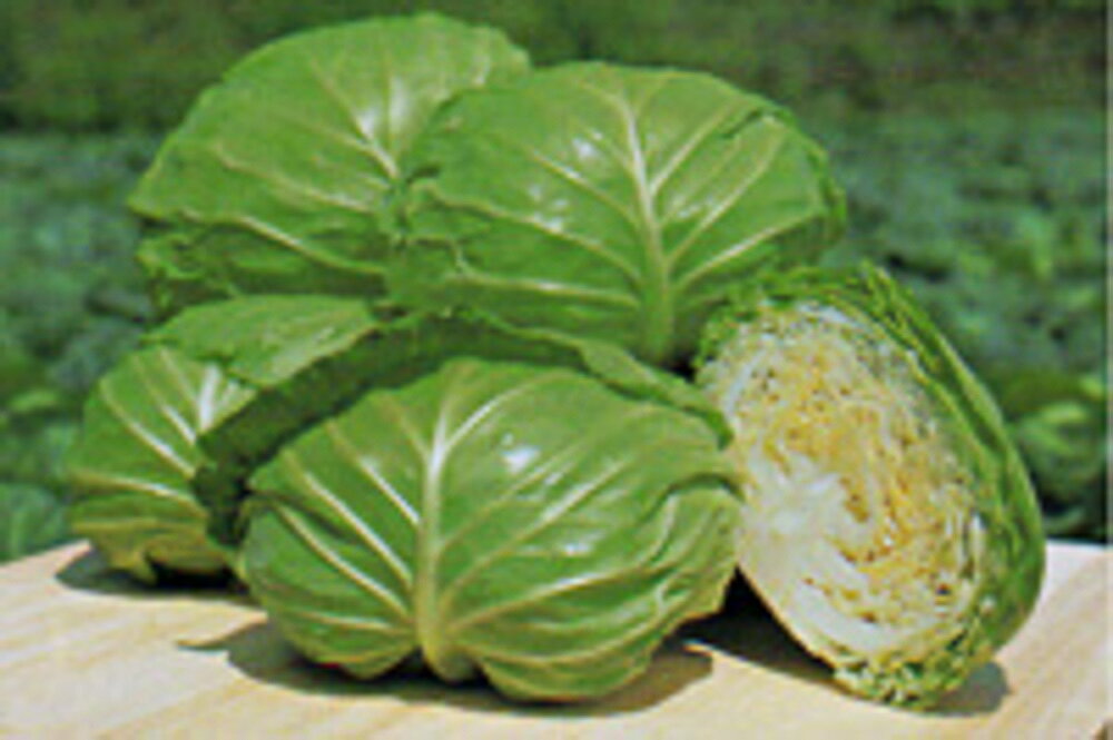 初夏のかほり甘藍 タキイ交配 2000粒2センR キャベツ 甘藍 かんらん カンラン【タキイ 種 たね タネ】..