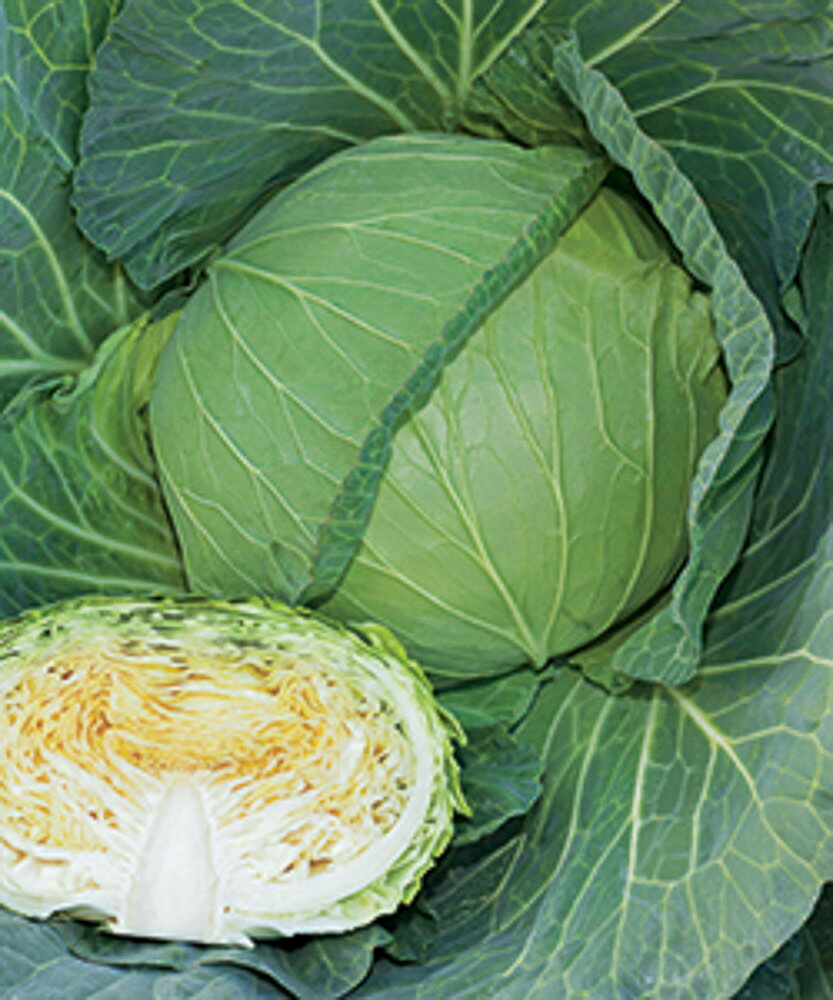 樂天商城 - 涼峰甘藍 タキイ交配 L5千粒5センR キャベツ 甘藍 かんらん カンラン【タキイ 種 たね タネ】【通常5倍 5のつく日はポイント10倍】