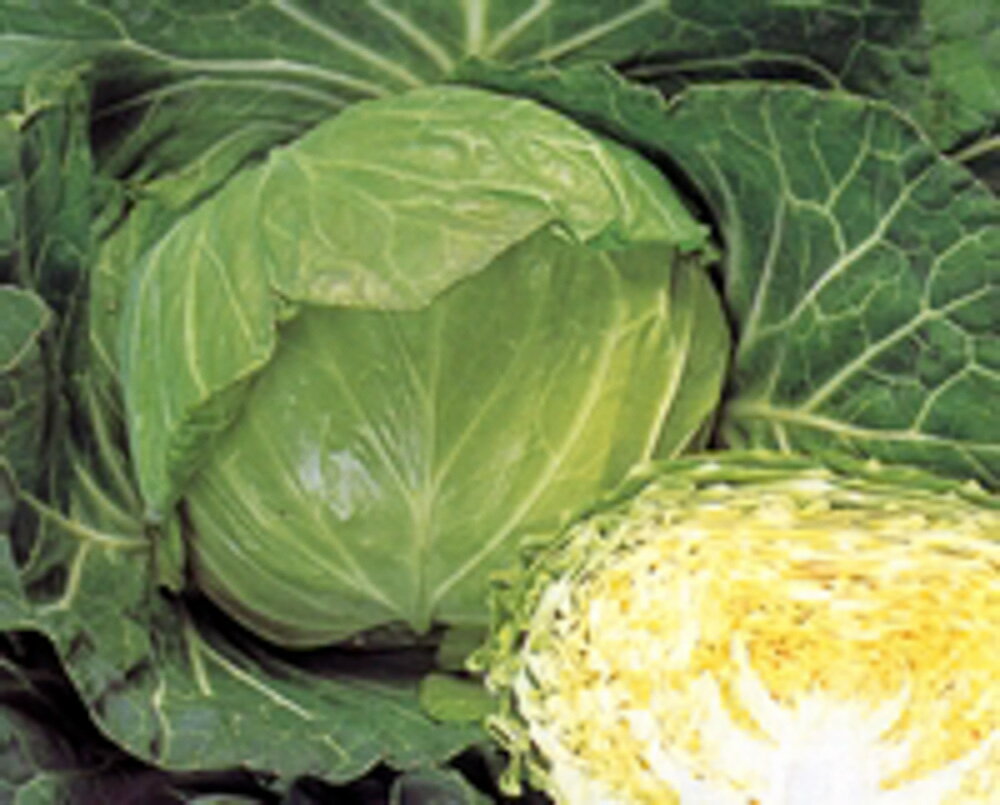 樂天商城 - 輝岬甘藍 タキイ交配 L5千粒5センR キャベツ 甘藍 かんらん カンラン【タキイ 種 たね タネ】【通常5倍 5のつく日はポイント10倍】