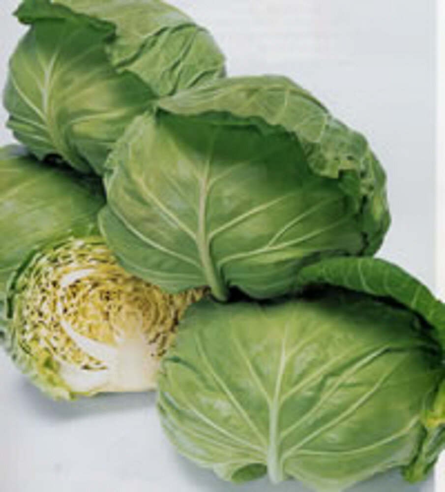 樂天商城 - 浜岬甘藍(はまみさき) タキイ交配 2000粒2センR キャベツ 甘藍 かんらん カンラン【タキイ 種 たね タネ】【通常5倍 5のつく日はポイント10倍】