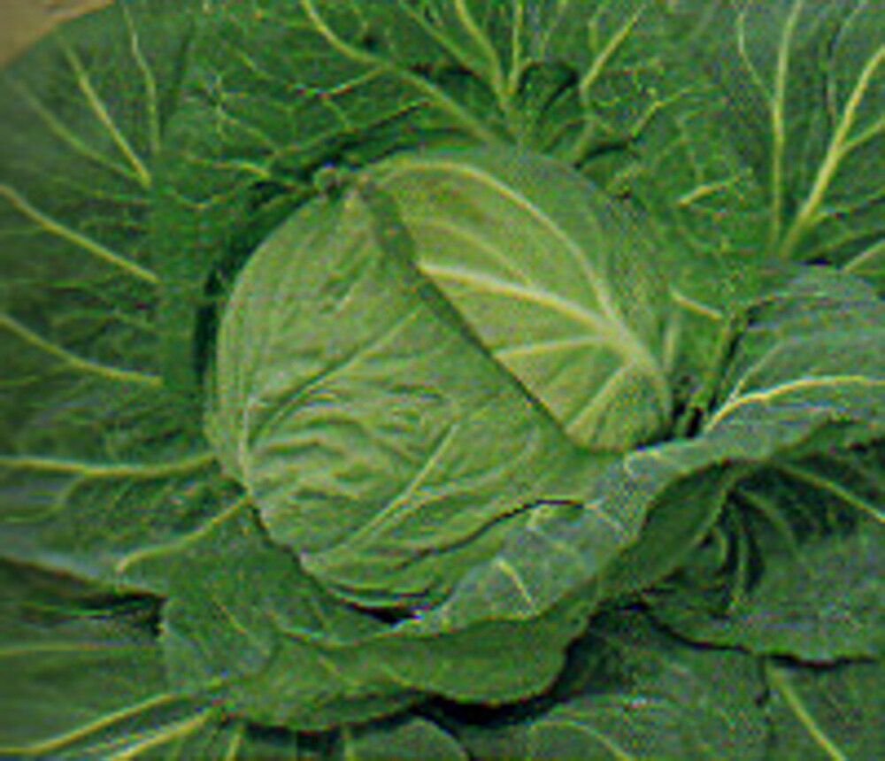 樂天商城 - 春ひかり七号甘藍(はるなな) タキイ交配 2000粒2センR キャベツ 甘藍 かんらん カンラン【タキイ 種 たね タネ】【通常5倍 5のつく日はポイント10倍】