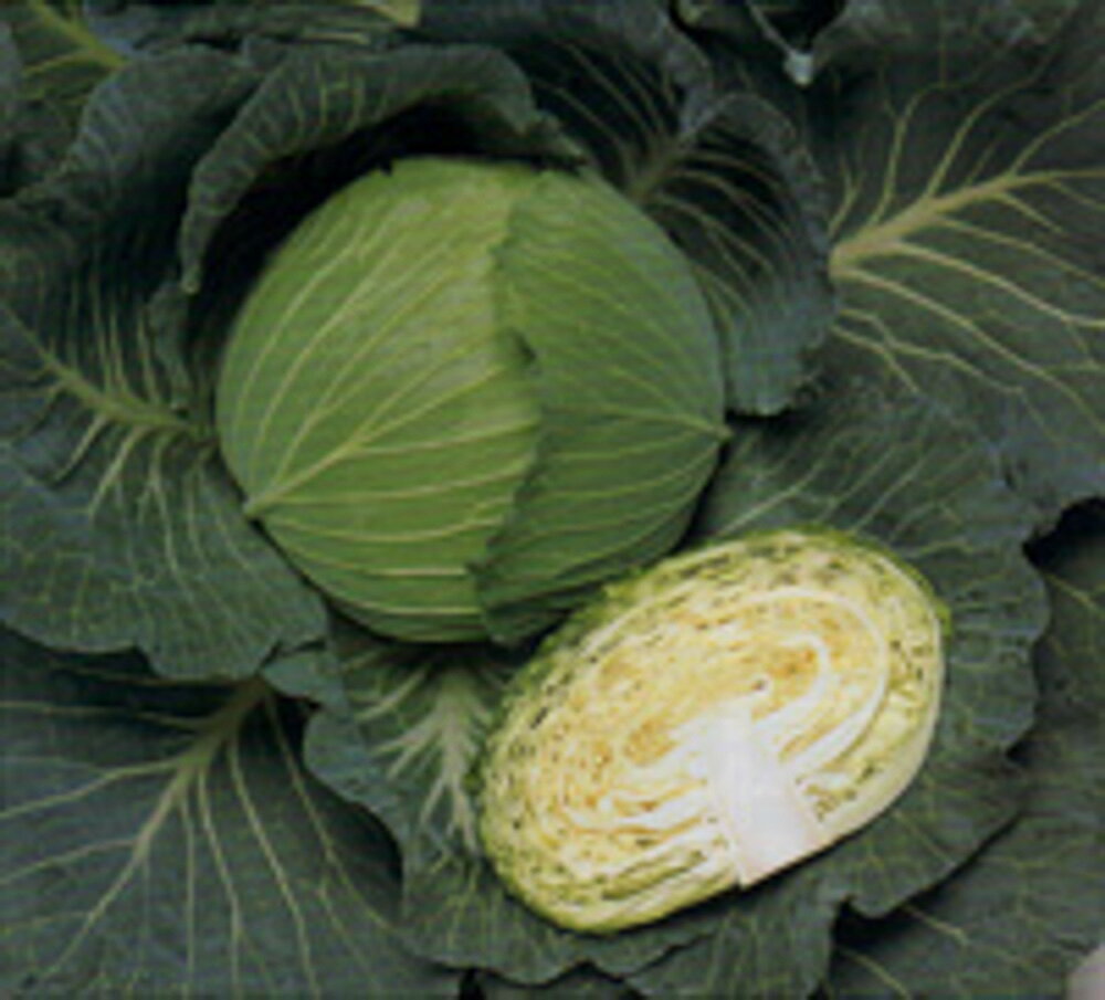 夢ごろも甘藍 タキイ交配 2000粒2センR キャベツ 甘藍 かんらん カンラン【タキイ 種 たね タネ】【通常5倍 5のつく日はポイント10倍】