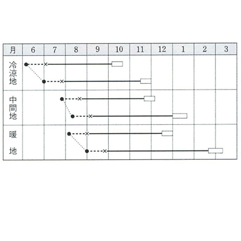 夢舞台甘藍 タキイ交配 2000粒2センR キャベツ 甘藍 かんらん カンラン【タキイ 種...