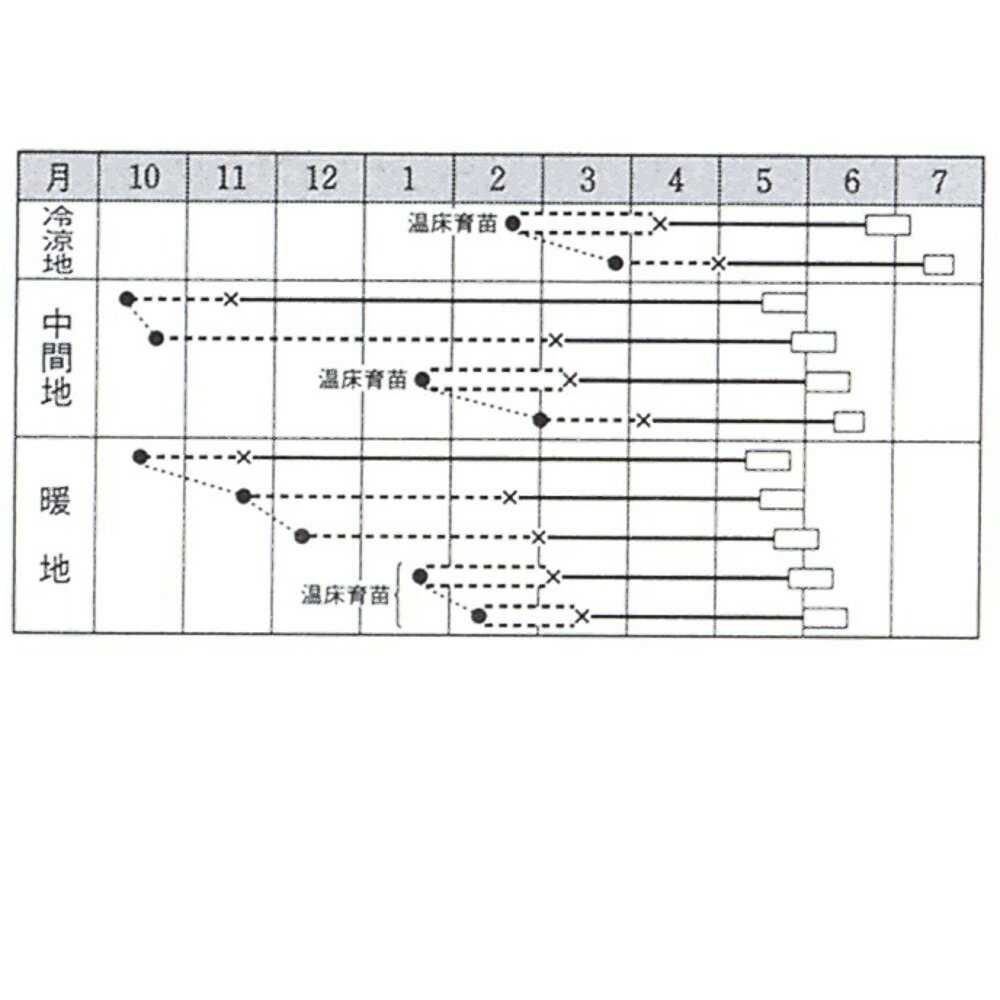YR天空甘藍(てんくう) タキイ交配 L5千粒5センR キャベツ 甘藍 かんらん カンラン...