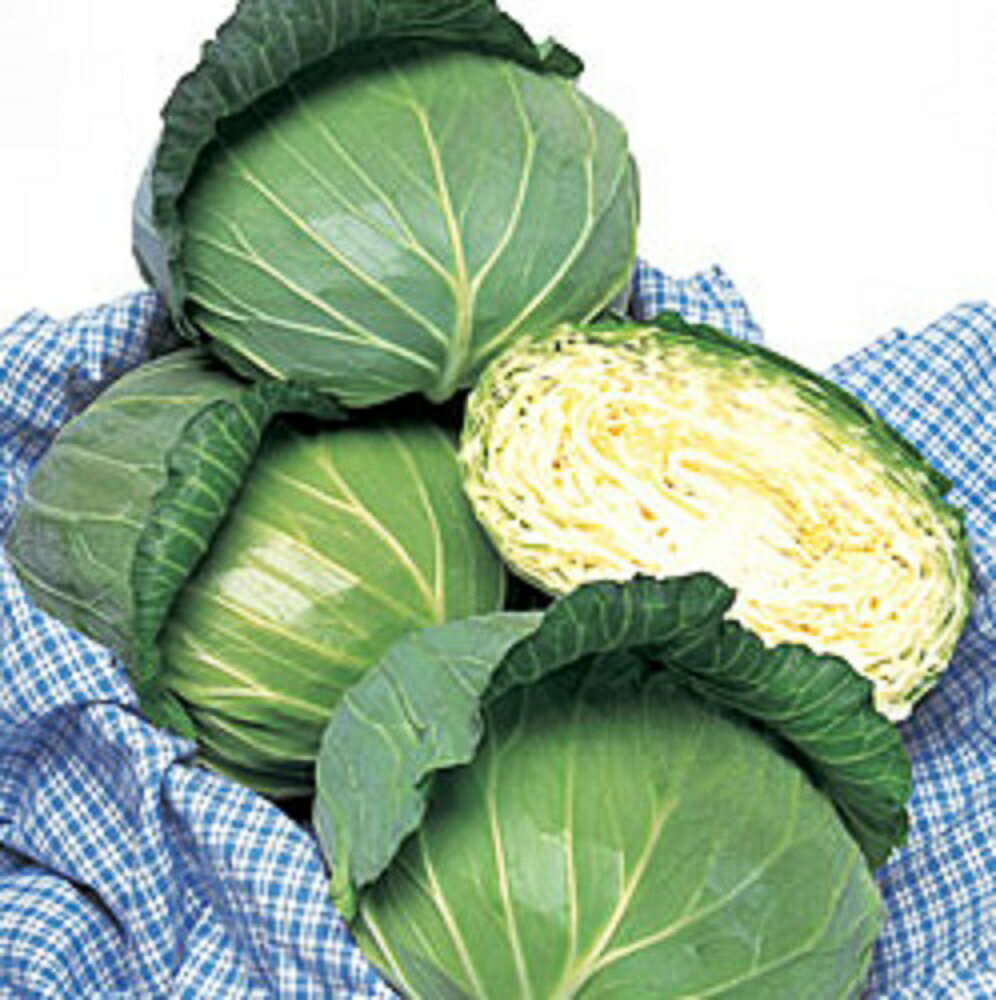 そろい性と肥大性にすぐれる夏秋どり寒玉早生種！