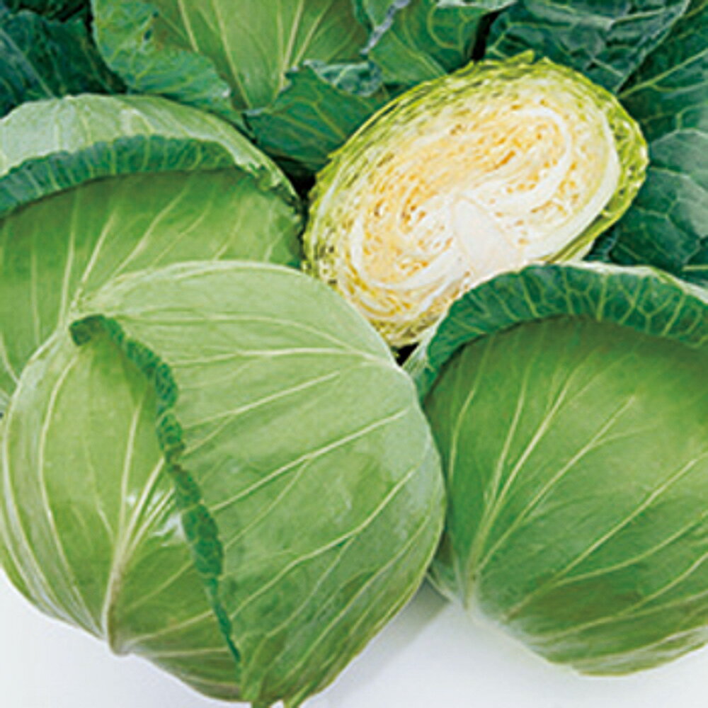 樂天商城 - YR若空甘藍 タキイ交配 2000粒2センR キャベツ 甘藍 かんらん カンラン【タキイ 種 たね タネ】【通常5倍 5のつく日はポイント10倍】