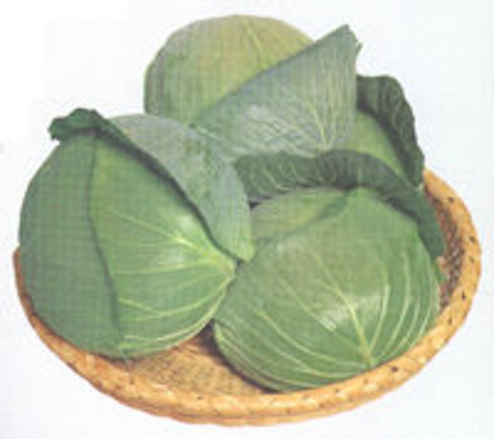 若峰甘藍(わかみね) タキイ交配 2000粒2センR キャベツ 甘藍 かんらん カンラン【...