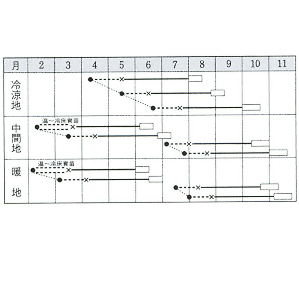 若峰甘藍(わかみね) タキイ交配 2000粒2センR キャベツ 甘藍 かんらん カンラン【...