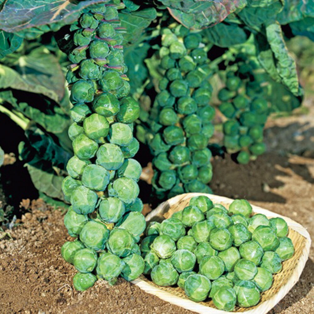 樂天商城 - 早生子持甘藍(ひすい) タキイ交配 20ml キャベツ 甘藍 かんらん カンラン【タキイ 種 たね タネ】【通常5倍 5のつく日はポイント10倍】