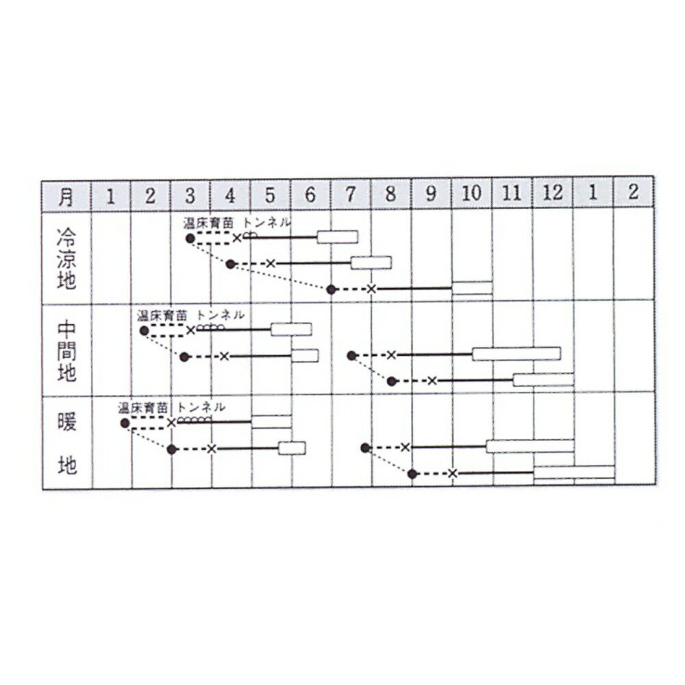 グリーンボイス茎ブロッコリー タキイ交配 10ml カリフラワー【タキイ 種 たね タ...