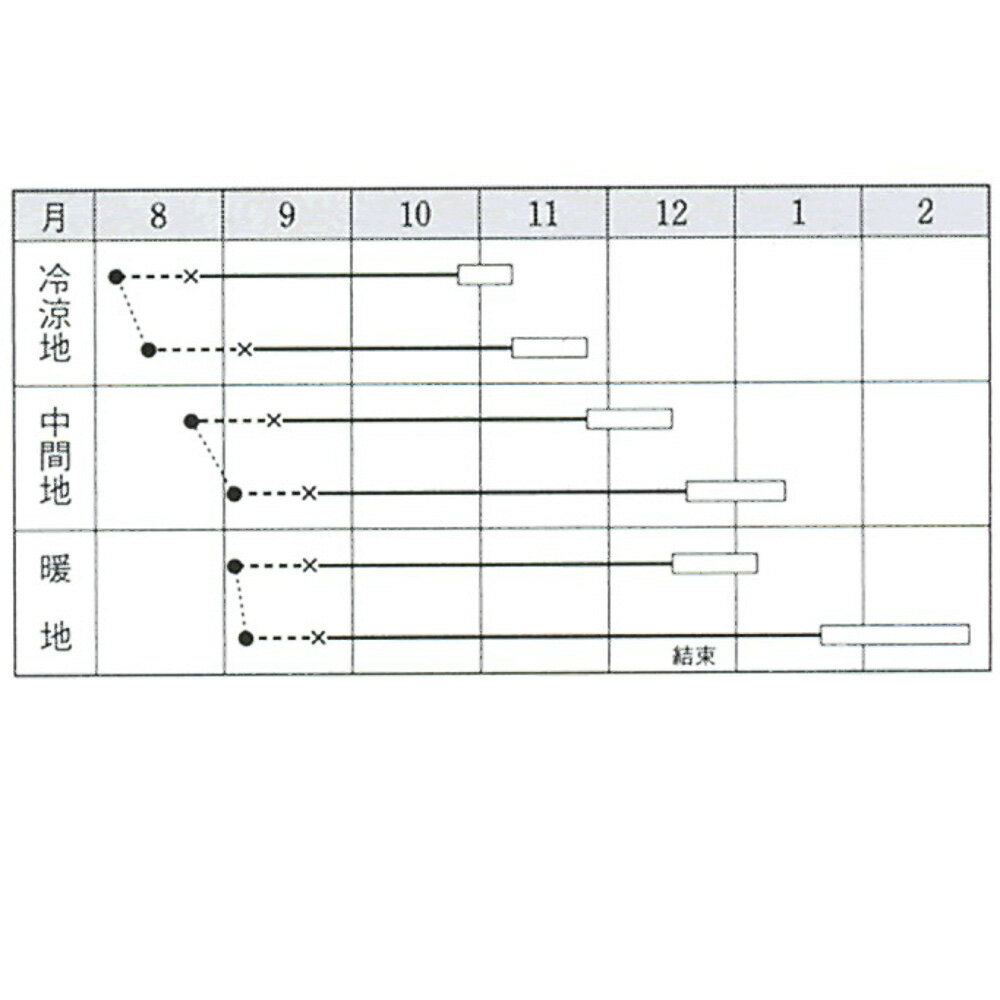 王将白菜(とび) タキイ交配 1dlスタンドパック100ml ハクサイ 白菜【タキイ 種 た...